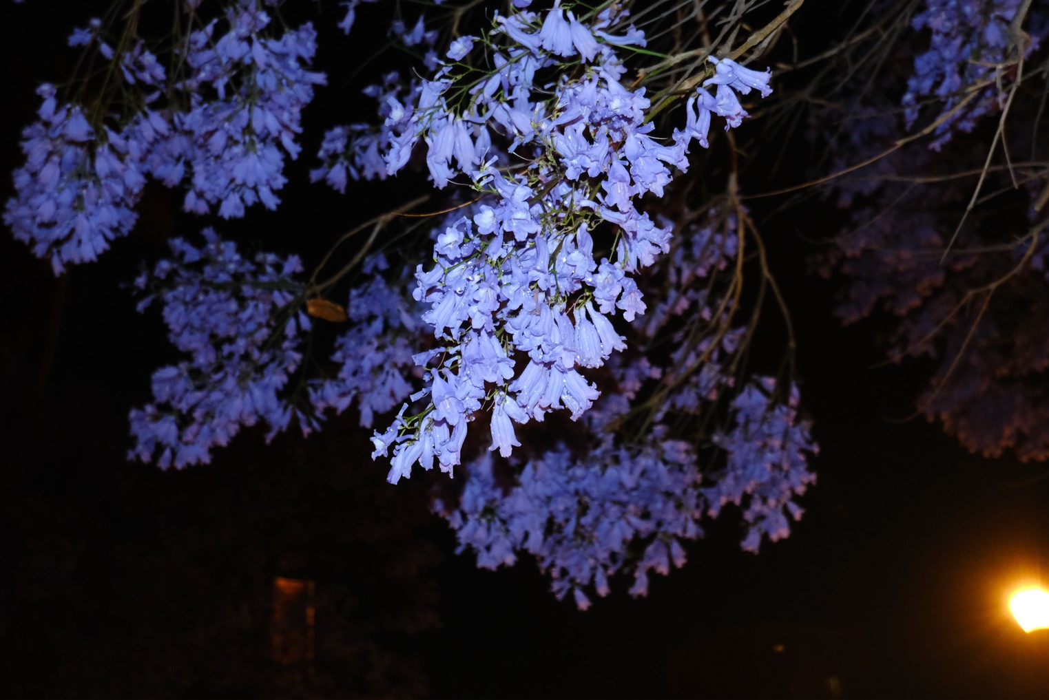 jacarandas