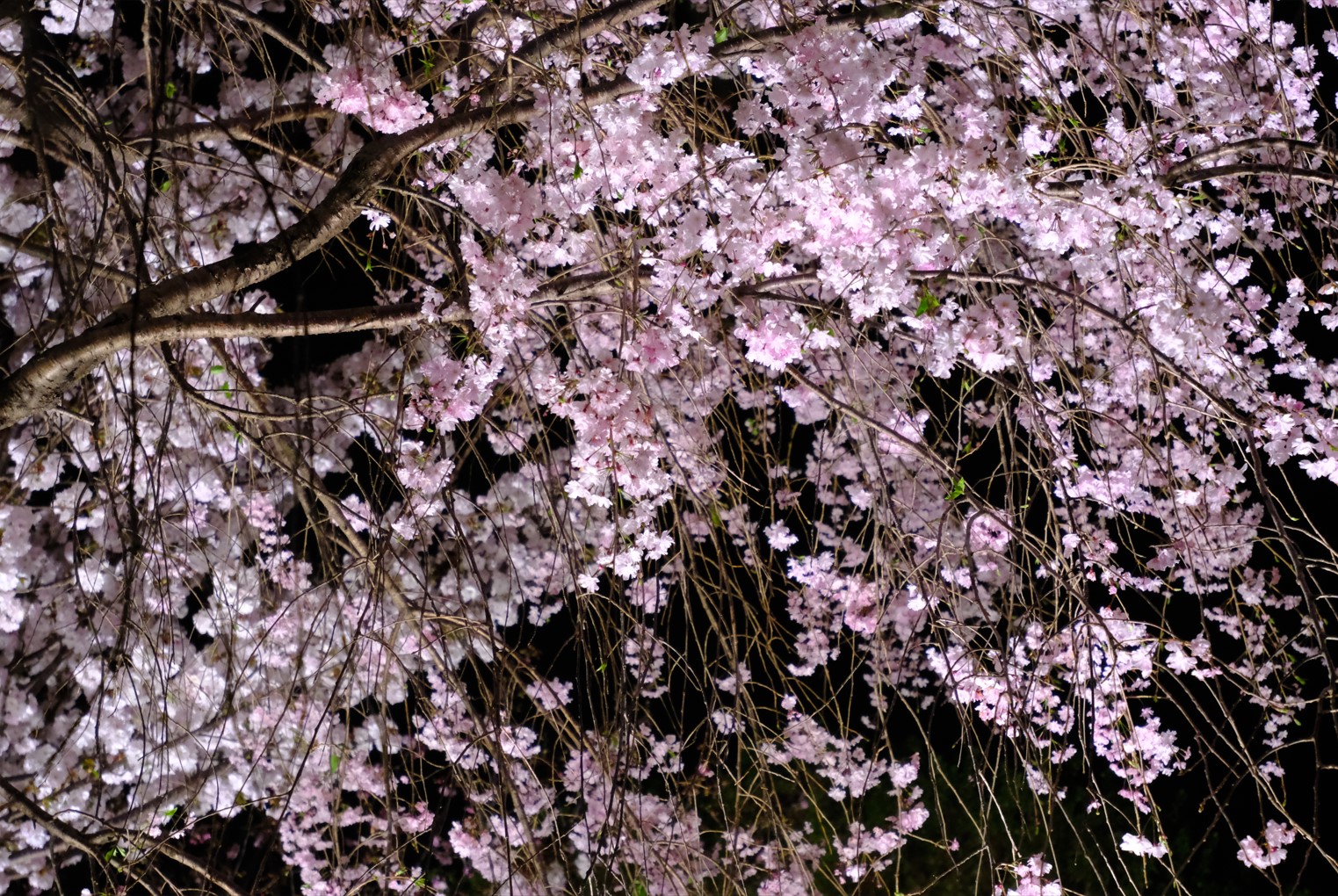 sakura at night